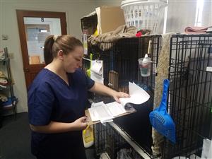 Vet student working at Feline Center 